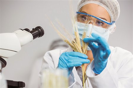 simsearch:649-07118434,k - Food scientist looking at wheat at the university Stock Photo - Budget Royalty-Free & Subscription, Code: 400-07940497