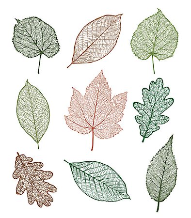 simsearch:400-05698489,k - Set of Vector linden, oak, nut, plane tree, maple leaves , isolated on white background Stock Photo - Budget Royalty-Free & Subscription, Code: 400-07955078