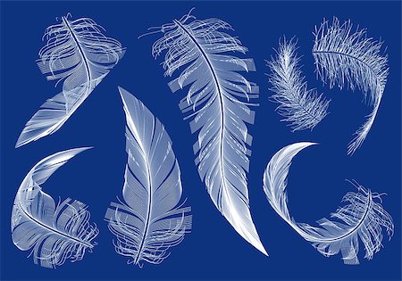 curved flying feathers, set of vector design elements Stock Photo - Budget Royalty-Free & Subscription, Code: 400-07956395