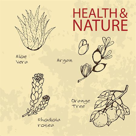 Handdrawn Illustration - Health and Nature Set. Labels for Essential Oils and Natural Supplements. Aloe Vera, Rhodiola Rosea, Orange Tree, Argan Stock Photo - Budget Royalty-Free & Subscription, Code: 400-07953620