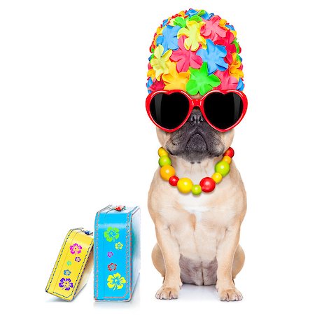 simsearch:400-08164465,k - fawn french bulldog dog ready for summer vacation or holidays, besides luggage, isolated on white background Stock Photo - Budget Royalty-Free & Subscription, Code: 400-07976050