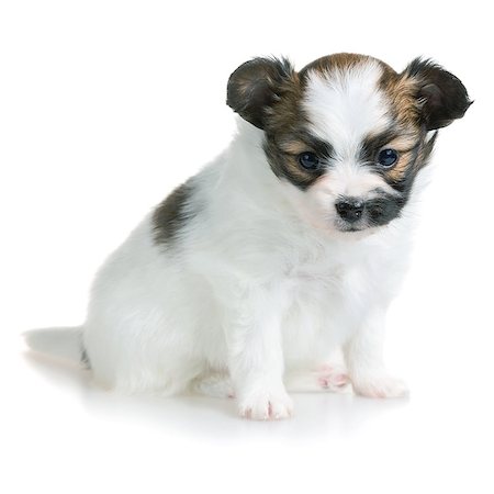 simsearch:400-08402912,k - Cute puppy of breed papillon on white background Stock Photo - Budget Royalty-Free & Subscription, Code: 400-07976247