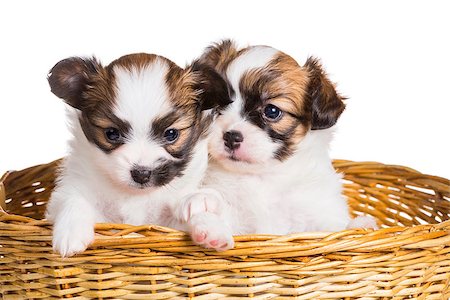 simsearch:400-05722359,k - Two cute puppy of breed papillon in wicker basket on white background Stock Photo - Budget Royalty-Free & Subscription, Code: 400-07976248