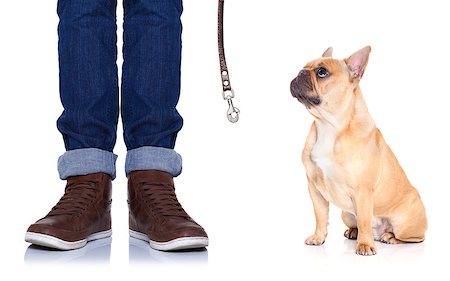 puppy leash images - fawn bulldog dog and owner ready to go for a walk, or dog being punished  for a bad behavior, isolated on white background Stock Photo - Budget Royalty-Free & Subscription, Code: 400-07976277