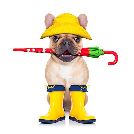 puddle in the rain - fawn french bulldog sitting and waiting to go for a walk with owner , prepared for rain and dirt,wearing rain boots , holding umbrella with mouth,  isolated on white background Stock Photo - Budget Royalty-Free & Subscription, Code: 400-07976278