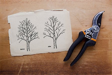 Tree pruning before and after. Vector illustration. Stock Photo - Budget Royalty-Free & Subscription, Code: 400-07976316