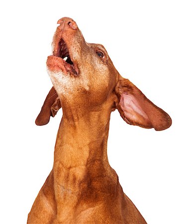 simsearch:400-05732964,k - An adult Vizsla dog looking up and barking Stock Photo - Budget Royalty-Free & Subscription, Code: 400-07972437