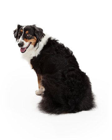 simsearch:400-05732964,k - An attentive Australian Shepherd Dog looks over its shoulder.  The dog has its back to the camera while looking into the camera. Stock Photo - Budget Royalty-Free & Subscription, Code: 400-07972444
