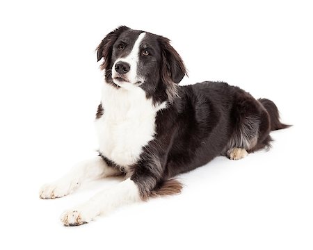 simsearch:400-05732964,k - An attentive Border Collie Dog laying with legs outstretched in front of its body. Stock Photo - Budget Royalty-Free & Subscription, Code: 400-07972447