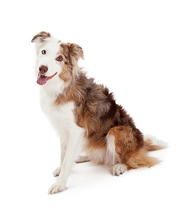 simsearch:400-05732964,k - Attentive Border Collie Dog sitting at an angle looking into the camera. Stock Photo - Budget Royalty-Free & Subscription, Code: 400-07972449