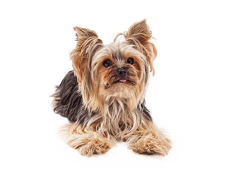 simsearch:400-05732964,k - A very attentive and focused Yorkshire Terrier dog laying and looking forward. Stock Photo - Budget Royalty-Free & Subscription, Code: 400-07972479