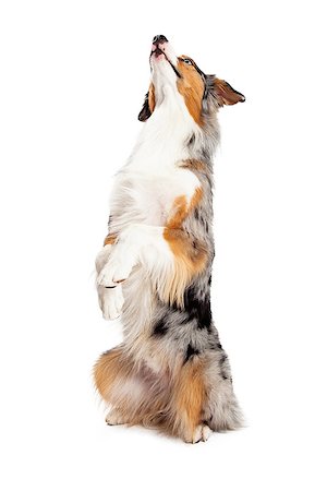 Australian Shepherd dog begging and looking up while positioned at an angle that shows the front of the dog. Stock Photo - Budget Royalty-Free & Subscription, Code: 400-07972489