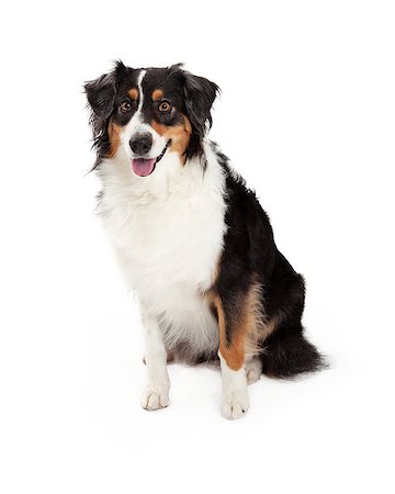 simsearch:400-05732964,k - A very well trained Australian Shepherd Dog sitting while looking forward. Stock Photo - Budget Royalty-Free & Subscription, Code: 400-07972494