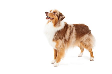 simsearch:400-05732964,k - A beautiful Australian Shepherd Dog standing at an angle while looking off to the side. Stock Photo - Budget Royalty-Free & Subscription, Code: 400-07972556