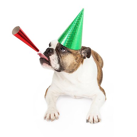 sticking out her tongue - A funny image of a Bulldog looking to the side and while wearing a green party hat and blowing on a red party horn Stock Photo - Budget Royalty-Free & Subscription, Code: 400-07972624