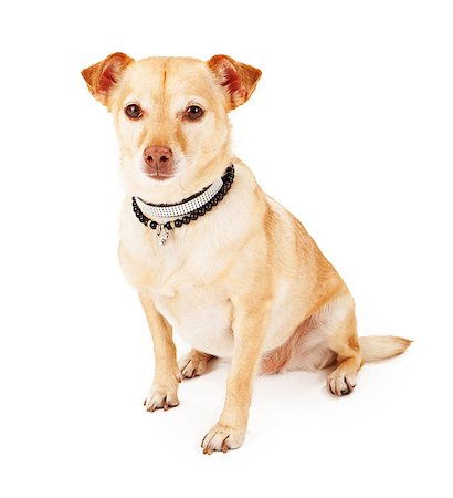 A spoiled Chihuahua and Terrier mixed breed dog wearing a fancy black rhinestone collar and pearl necklace with a bone charm. Stock Photo - Budget Royalty-Free & Subscription, Code: 400-07972680