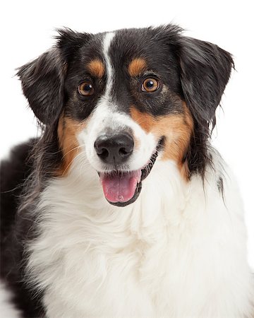 simsearch:400-05732964,k - Closeup of gorgeous Australian Shepherd Dog. Stock Photo - Budget Royalty-Free & Subscription, Code: 400-07972710