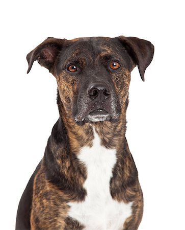 A closeup photo of a large breed dog with brindle coat looking straight forward with a serious expression Stock Photo - Budget Royalty-Free & Subscription, Code: 400-07972726