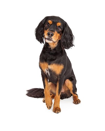 Adorable curious Gordon Setter Mix Breed Dog sitting. Stock Photo - Budget Royalty-Free & Subscription, Code: 400-07972764