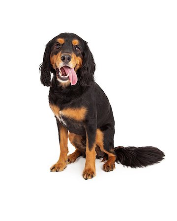 Curious Gordon Setter Mix Breed Dog sitting with tongue hanging out of its mouth.  The dog is facing forwards. Stock Photo - Budget Royalty-Free & Subscription, Code: 400-07972763