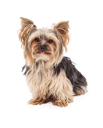 simsearch:400-05732964,k - A curious and attentive Yorkshire Terrier dog sitting and looking forward. Stock Photo - Budget Royalty-Free & Subscription, Code: 400-07972774