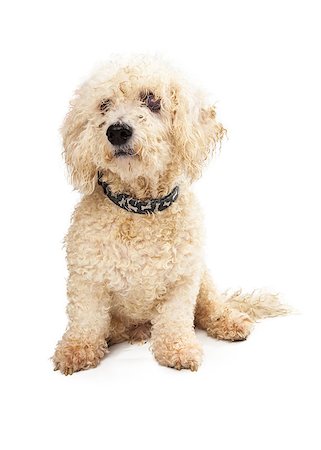 Curly white poodle dog sits patiently looking to the side of the camera Stock Photo - Budget Royalty-Free & Subscription, Code: 400-07972775