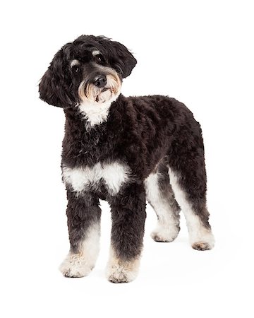 A curious Poodle Mix Dog standing at an angle while looking off to the side. Stock Photo - Budget Royalty-Free & Subscription, Code: 400-07972772