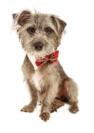 A cute small mixed breed terrier dog sitting and wearing a plaid ow tie Stock Photo - Budget Royalty-Free & Subscription, Code: 400-07972802