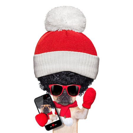 simsearch:400-08164465,k - fawn french bulldog dog wearing winter clothing taking a selfie , very proud of its big curly afro wig hair , isolated on white background, a really silly and crazy dumb look Stock Photo - Budget Royalty-Free & Subscription, Code: 400-07973737