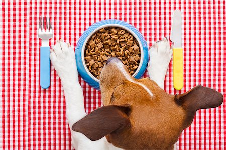 full dog food bowl with knife and fork on tablecloth,paws and head of a dog Stock Photo - Budget Royalty-Free & Subscription, Code: 400-07988896