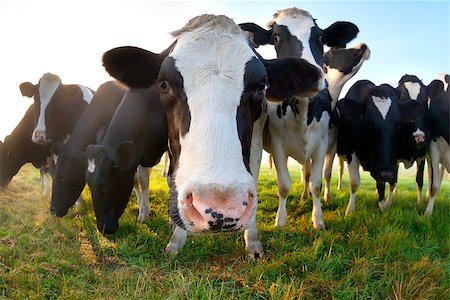 dutch cow pictures - funny cow on pasture close up in sunrise Stock Photo - Budget Royalty-Free & Subscription, Code: 400-07980337