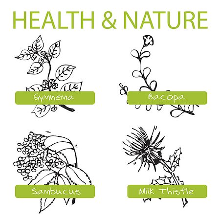Handdrawn Set - Health and Nature. Collection of Medicine Herbs.  Natural Supplements. Gymnema, Bacopa, Sambucus, Milk Thistle Stock Photo - Budget Royalty-Free & Subscription, Code: 400-07980537