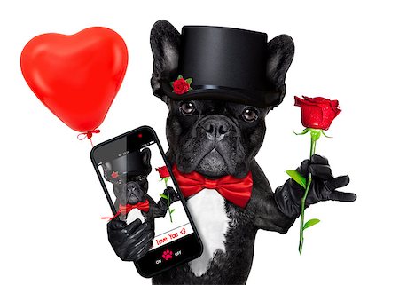 simsearch:400-08164465,k - valentines french bulldog dog holding a red rose with one hand , taking a selfie with the other , isolated on white background Stock Photo - Budget Royalty-Free & Subscription, Code: 400-07981713