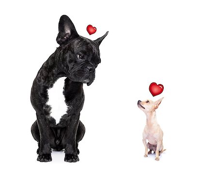 chihuahua and french bulldog, attracted and looking to each other in love, isolated on white background Stock Photo - Budget Royalty-Free & Subscription, Code: 400-07983543