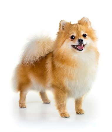 simsearch:400-08402912,k - Portrait of a Pomeranian dog over white background Stock Photo - Budget Royalty-Free & Subscription, Code: 400-07983634