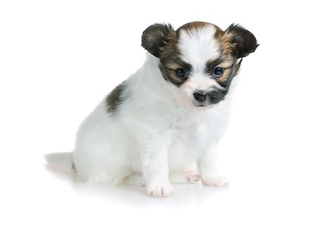 simsearch:400-08402912,k - Cute puppy of breed papillon on white background Stock Photo - Budget Royalty-Free & Subscription, Code: 400-07983649