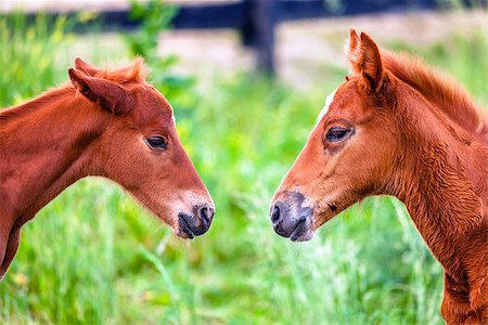 Colts are playing on a farm in Central Kentucky. Close-up portrait Photographie de stock - Aubaine LD & Abonnement, Code: 400-07994988