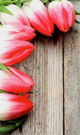simsearch:649-07648640,k - Corner of Seven Spring Magenta Tulips with Water Drops closeup on Rustic Wooden background Stock Photo - Budget Royalty-Free & Subscription, Code: 400-08015213