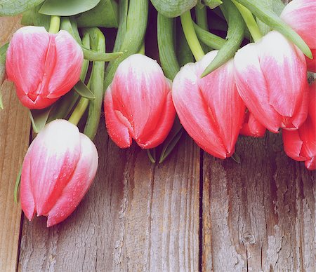 simsearch:649-07648640,k - Spring Magenta Tulips with Leafs and Water Drops closeup on Wooden background. Retro Styled Stock Photo - Budget Royalty-Free & Subscription, Code: 400-08015313