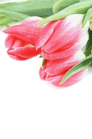 simsearch:649-07648640,k - Three Spring Magenta Tulips with Leafs and Water Drops isolated on white background Stock Photo - Budget Royalty-Free & Subscription, Code: 400-08015879