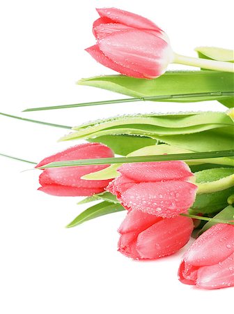 simsearch:649-07648640,k - Bunch of Five Spring Magenta Tulips with Green Grass and Water Drops closeup on White background Stock Photo - Budget Royalty-Free & Subscription, Code: 400-08011304