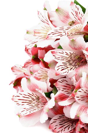 simsearch:649-07648640,k - Heap of Beauty Pink Alstroemeria with Leafs isolated in white background Stock Photo - Budget Royalty-Free & Subscription, Code: 400-08011307