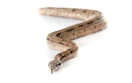 young boa constrictor in front of white background Stock Photo - Budget Royalty-Free & Subscription, Code: 400-08011631