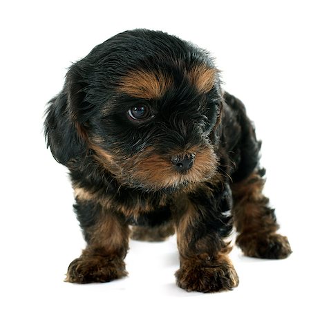 simsearch:400-07421530,k - puppy yorkshire terrier in front of white background Stock Photo - Budget Royalty-Free & Subscription, Code: 400-08011632