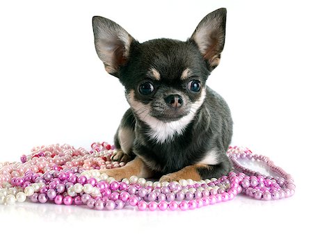 simsearch:400-07421530,k - puppy chihuahua in front of white background Stock Photo - Budget Royalty-Free & Subscription, Code: 400-08011641