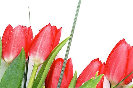 simsearch:649-07648640,k - Frame of Five Beautiful Spring Red Tulips with Green Grass isolated on white background Stock Photo - Budget Royalty-Free & Subscription, Code: 400-08011812