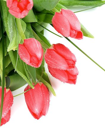 simsearch:649-07648640,k - Heap of Seven Beauty Spring Magenta Tulips with Leafs, Green Grass and Water Drops closeup on white background Stock Photo - Budget Royalty-Free & Subscription, Code: 400-08012351