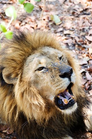 simsearch:400-04109301,k - Portrait of Lion with open mouth shoving big teeth. Zimbabe, Livingstone Stock Photo - Budget Royalty-Free & Subscription, Code: 400-08013214