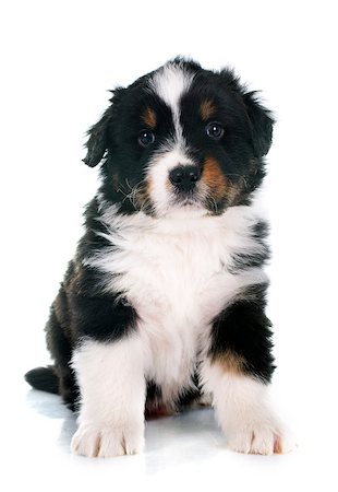simsearch:400-07421530,k - puppy  australian shepherd  in front of white background Stock Photo - Budget Royalty-Free & Subscription, Code: 400-08013343