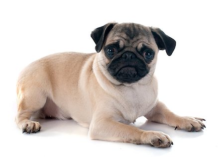 simsearch:400-07421530,k - puppy pug in front of white background Stock Photo - Budget Royalty-Free & Subscription, Code: 400-08013365